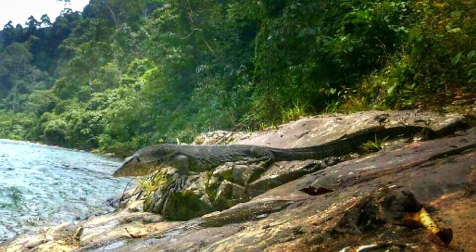 Etalauser Jungle Gate Ecoresort Букит-Лаванг Экстерьер фото