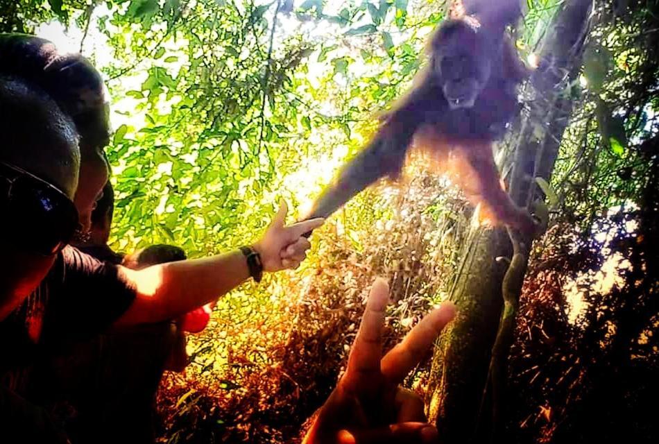 Etalauser Jungle Gate Ecoresort Букит-Лаванг Экстерьер фото